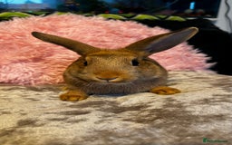Mixed Breed rabbits for sale: Netherland dwarf and lionhead mixed bunnies - Image 29