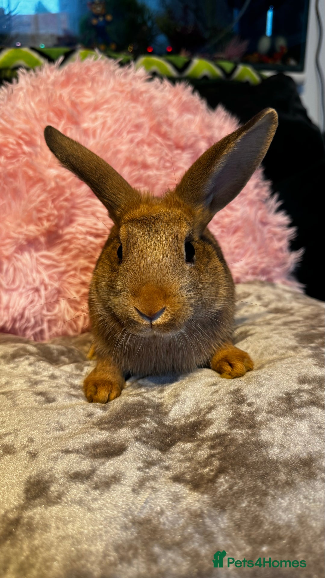 Mixed Breed rabbits for sale: Netherland dwarf and lionhead mixed bunnies - Image 29