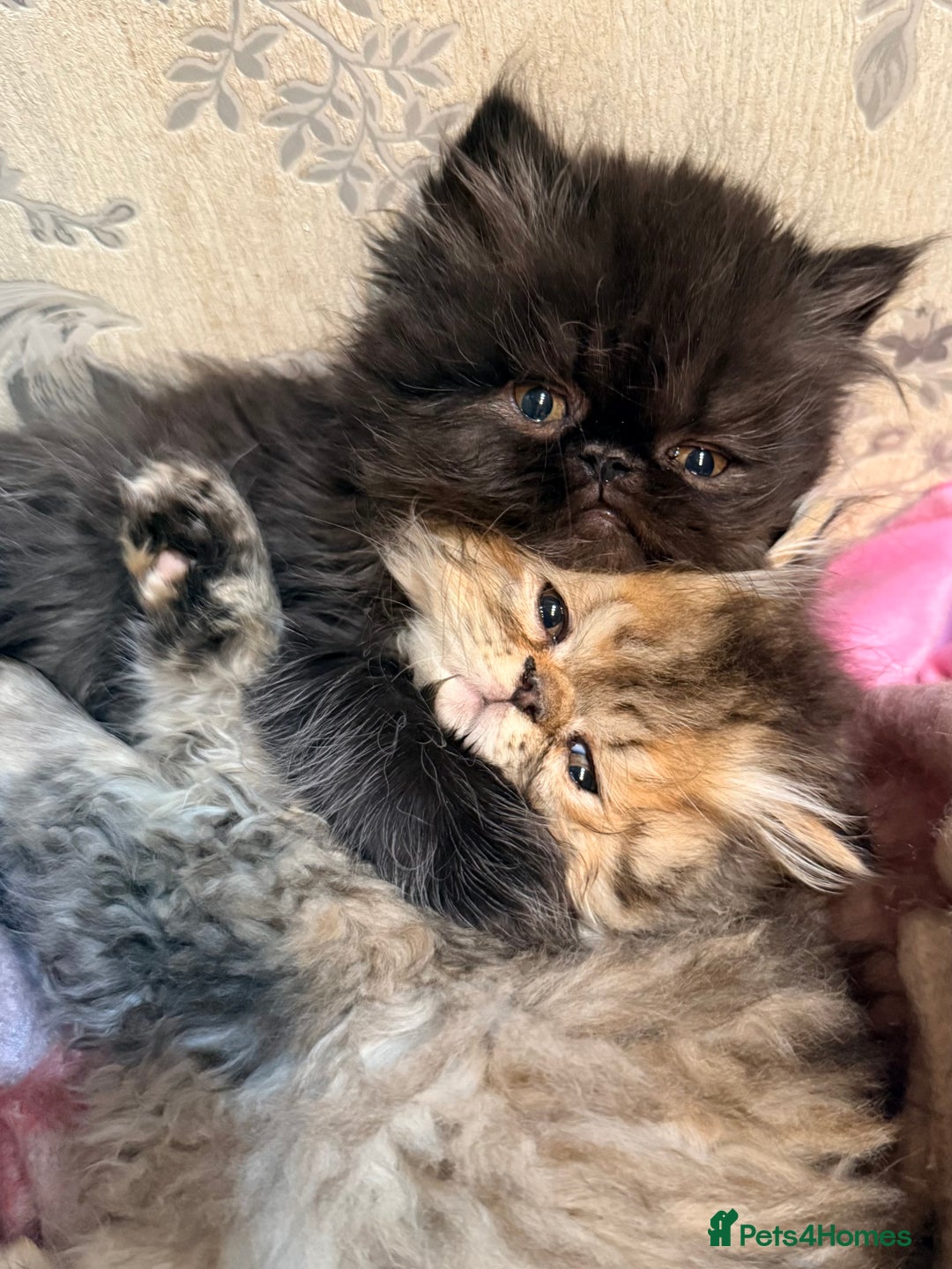 Persian cats for sale: Stunning GCCF reg Persians – Born Halloween 2025  - Advert 5