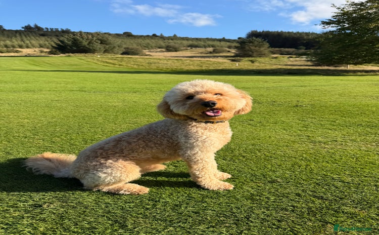 Labradoodle dogs - Advert 1
