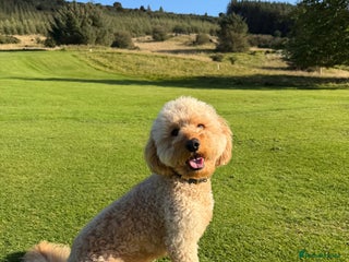 Labradoodle dogs - Advert 1