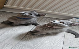British Shorthair cats for sale: British Blue Shorthair - Image 15