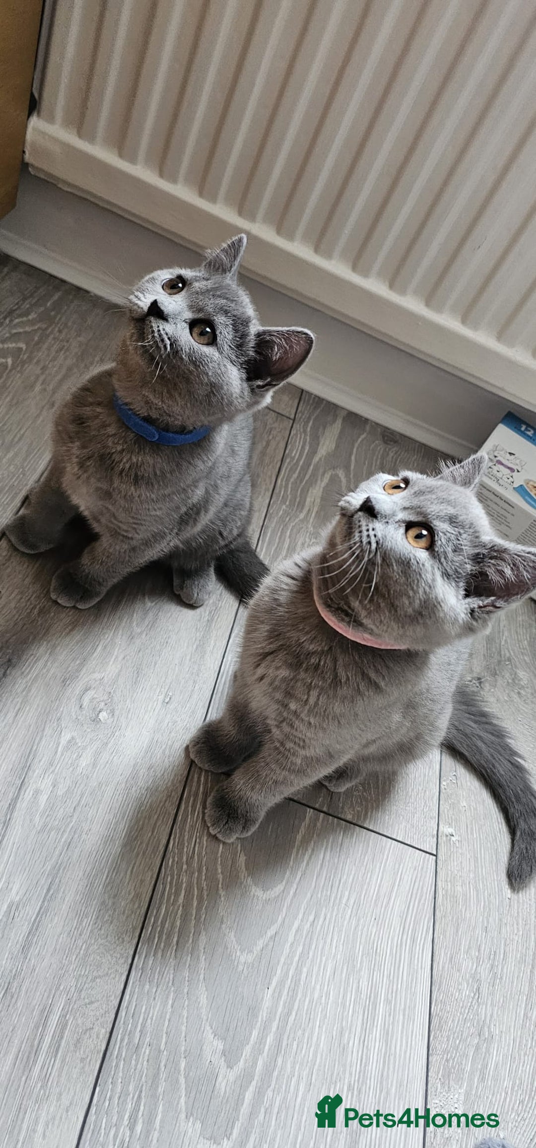 British Shorthair cats for sale: British Blue Shorthair - Image 15