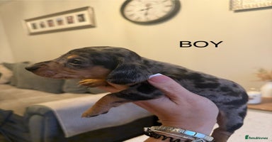 Dachshund dogs - Advert 9