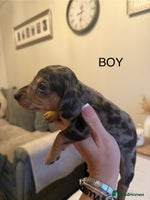 Dachshund dogs - Advert 13
