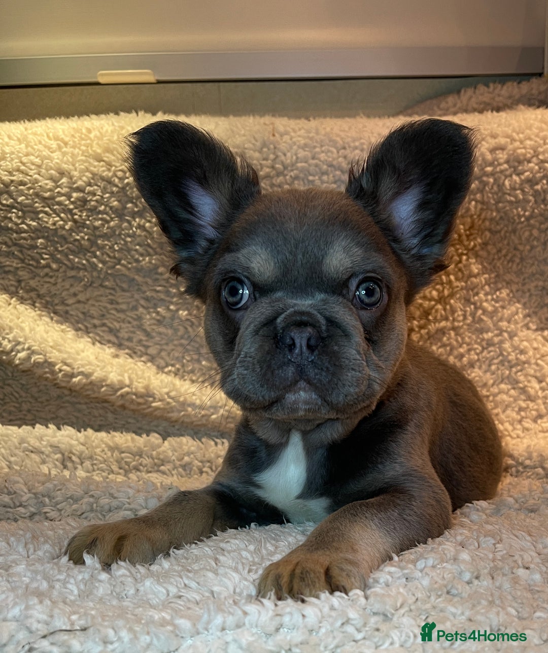 French Bulldog dogs for sale: Beautiful Fluffy Frenchie Pups - Advert 4