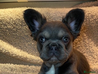 French Bulldog dogs Beautiful Fluffy Frenchie Pups - Advert 12