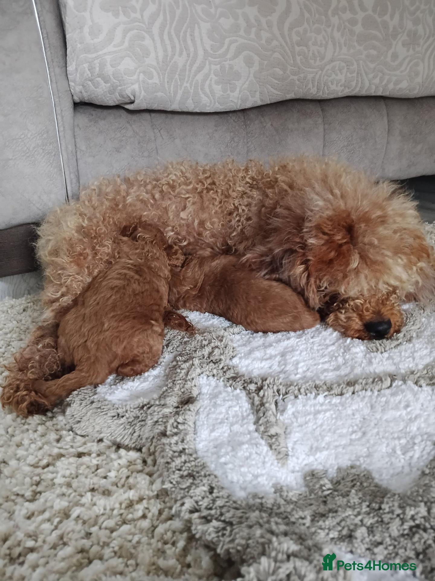 Toy Poodle dogs Fantastic Toy poodle puppies Available  - Advert 1