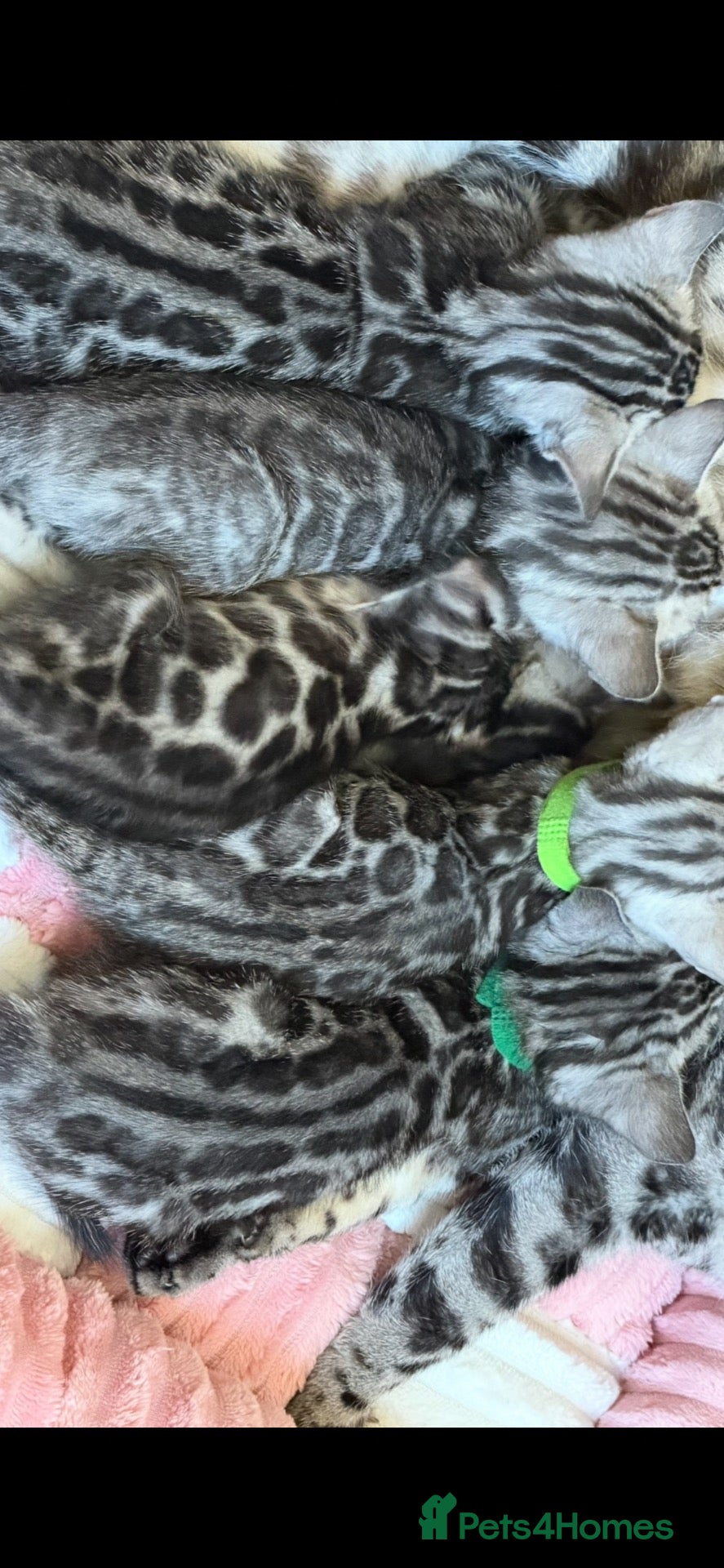 Bengal cats BENGAL 🔥 KITTENS, TICA REGISTERED 🩶  - Advert 8