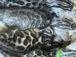 Bengal cats BENGAL 🔥 KITTENS, TICA REGISTERED 🩶 - Advert 8