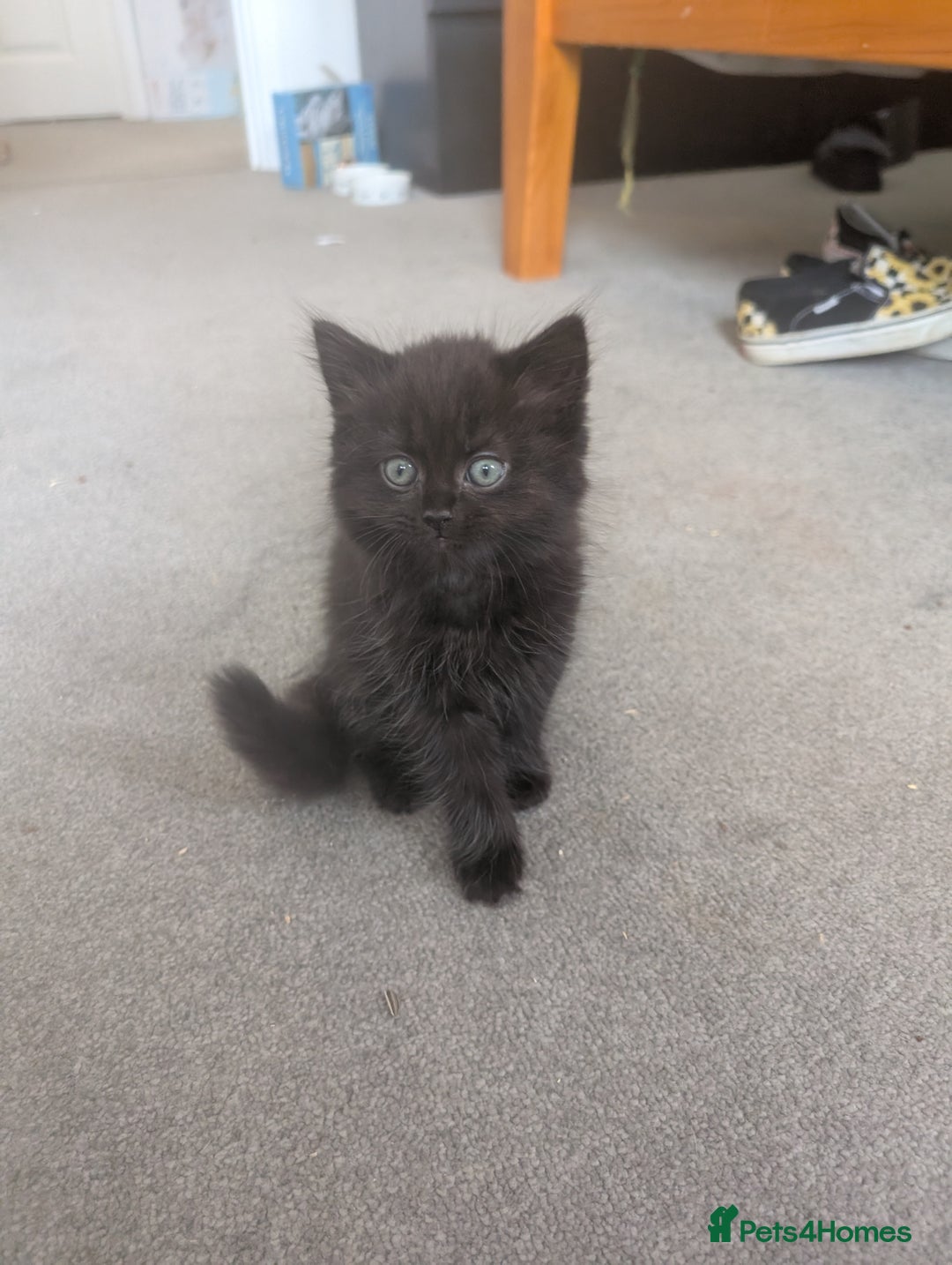 Mixed Breed cats for sale: Two female kittens - Image 1
