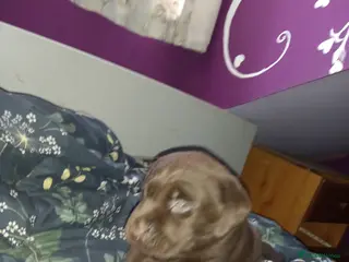 Labrador Retriever dogs Eduard Bielinskij - Advert 3