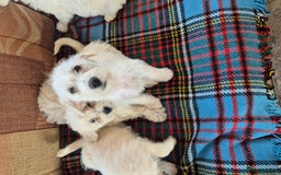Jackapoo dogs for sale: jackapoo puppies - Image 3