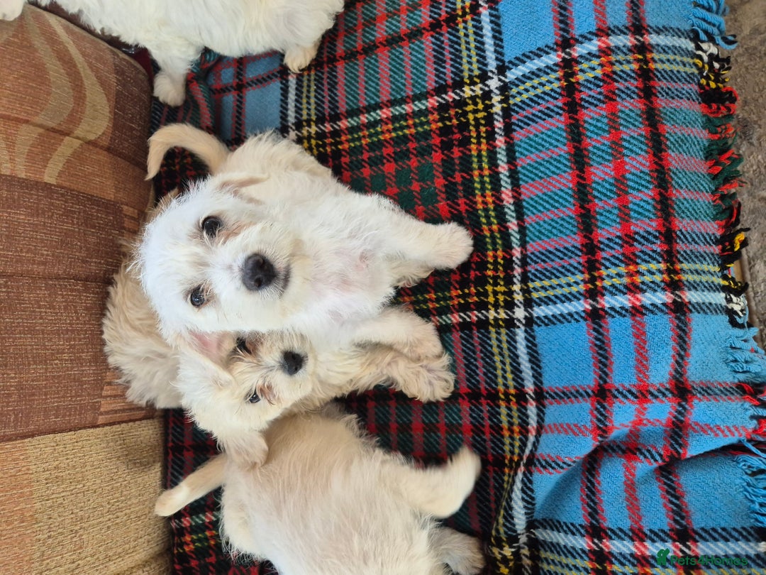 Jackapoo dogs for sale: jackapoo puppies - Image 3