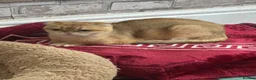 Scottish Fold cats for sale: Scottish fold - Advert 33