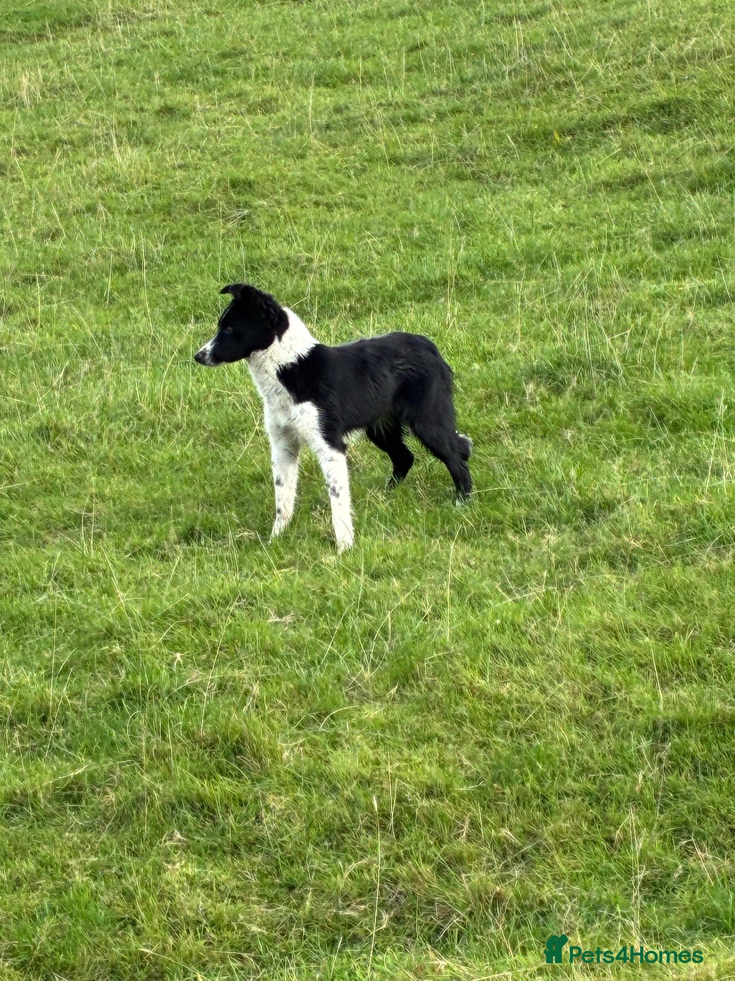Smooth Collie dogs Collie female  - Advert 2