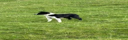Smooth Collie dogs for sale: Collie female  in Bangor - Advert 1
