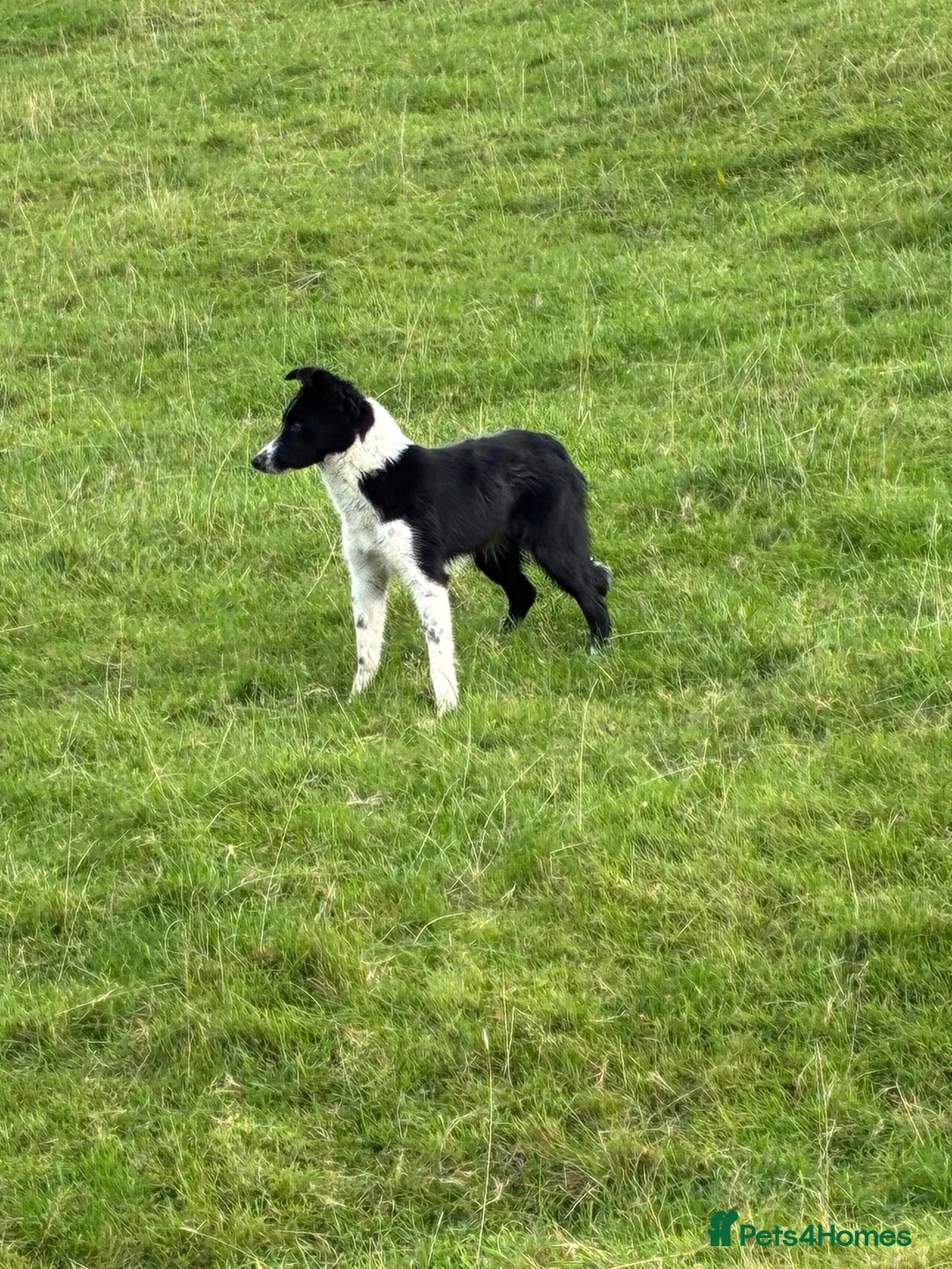 Smooth Collie dogs for sale: Collie female  in Bangor - Advert 1