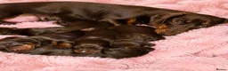 Miniature Dachshund dogs for sale: Exceptional Miniature Dachshund Puppies  in Romford - Advert 11