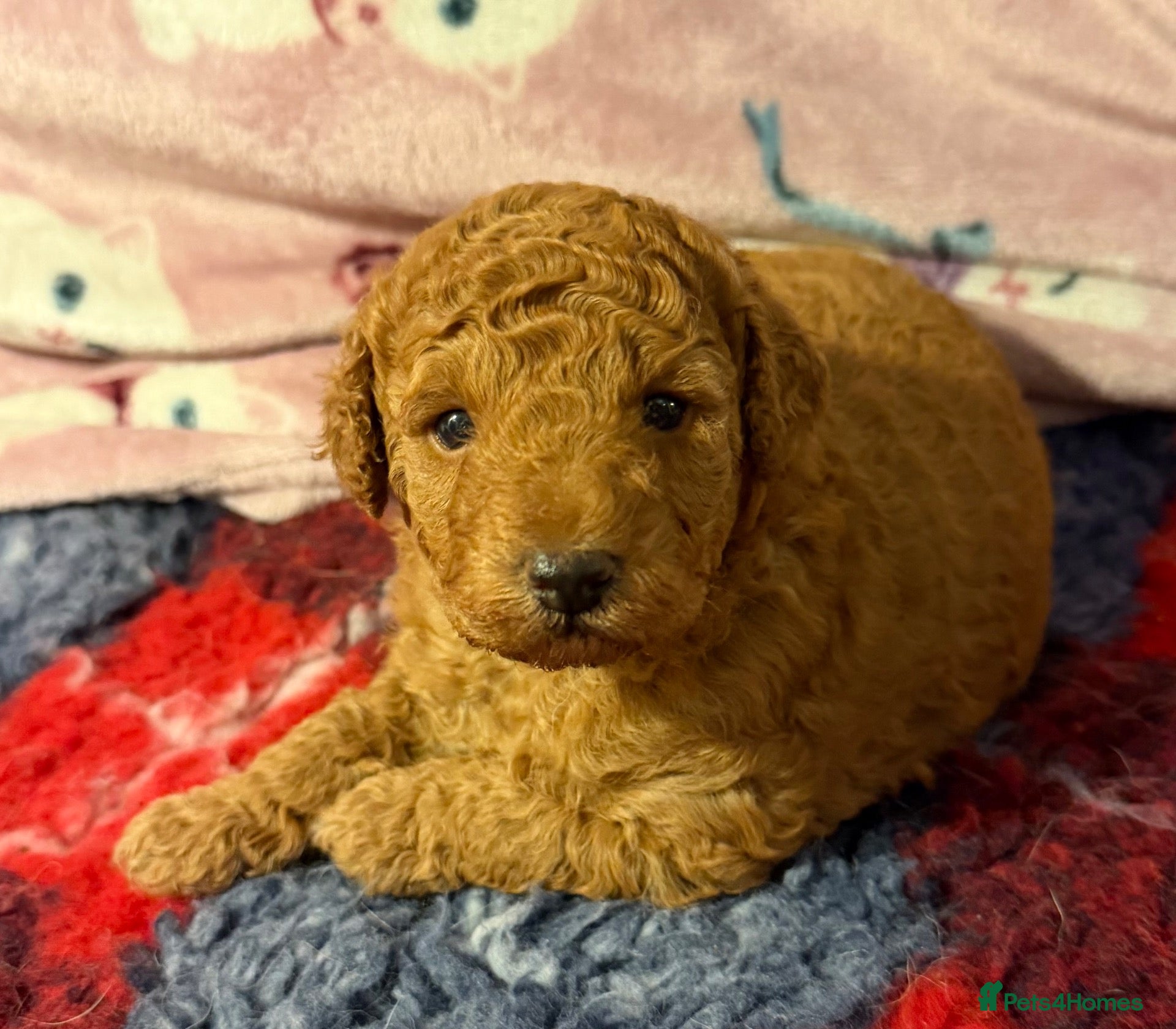Labradoodle dogs for sale: Stunning red Labradoodle puppies  - Advert 1