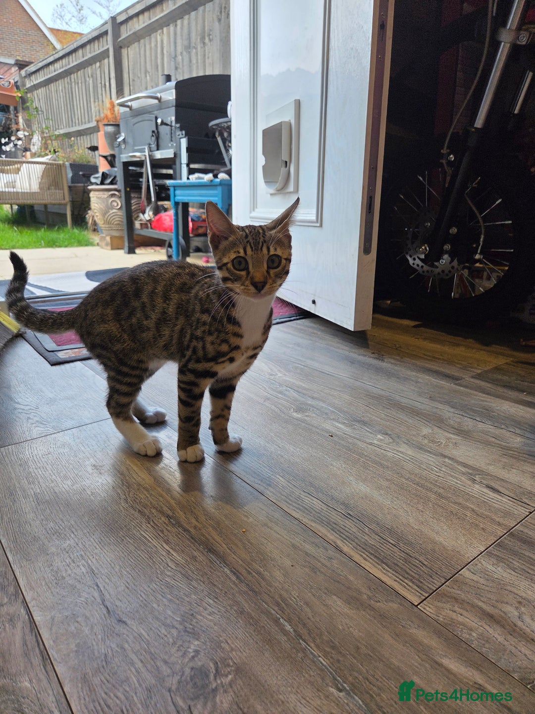 Bengal cats for sale: Bengal X kittens - Image 12