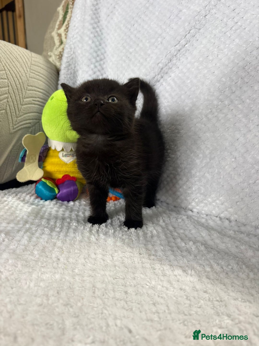 British Shorthair cats for sale: Beautiful British shorthair x kittens - Image 14