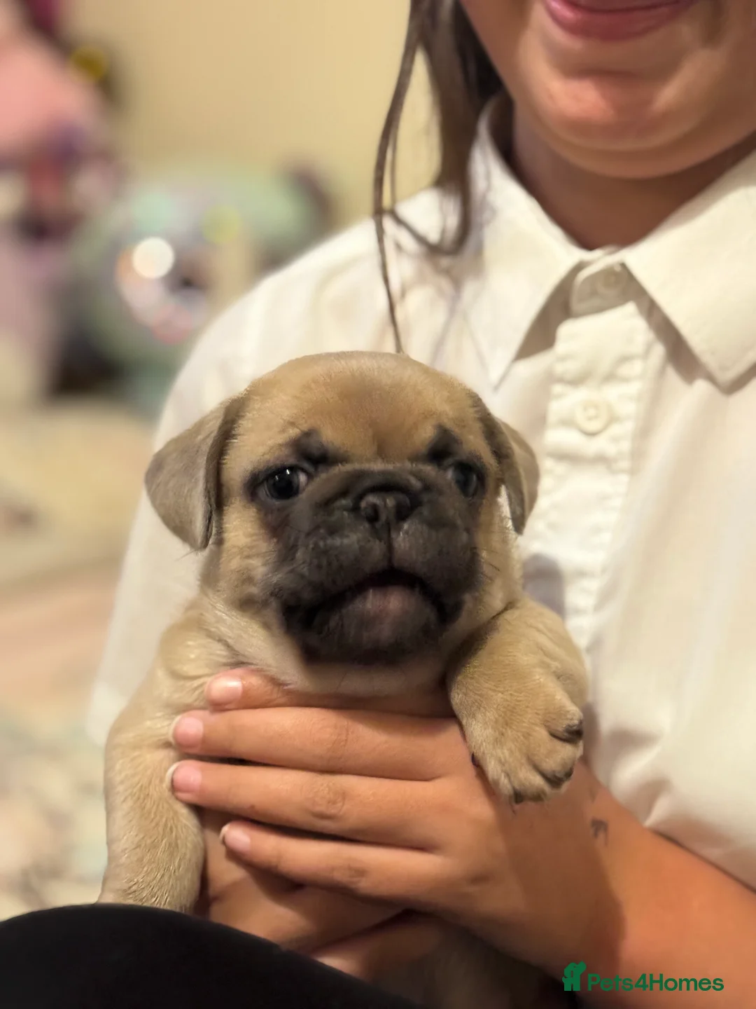 Frug dogs for sale: Our gorgeous ‘ CHUNKY’  - Advert 8
