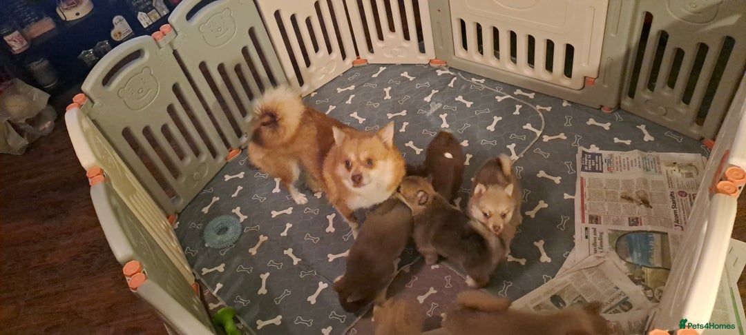 Pomsky dogs for sale: Blue Eyed F4 Toy Pomskies - Advert 24