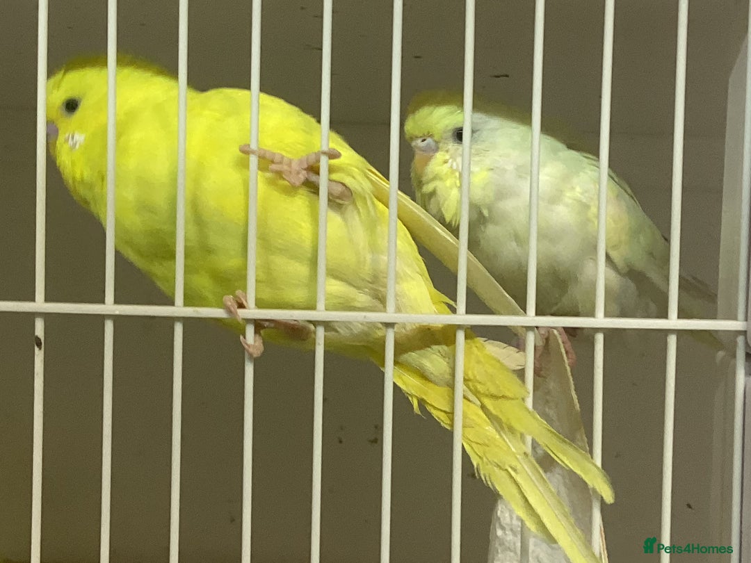 Budgerigars birds for sale: New baby budgies and new cages  - Advert 8