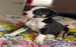 Mixed Breed dogs for sale: Collie bull greyhound puppies - Image 8