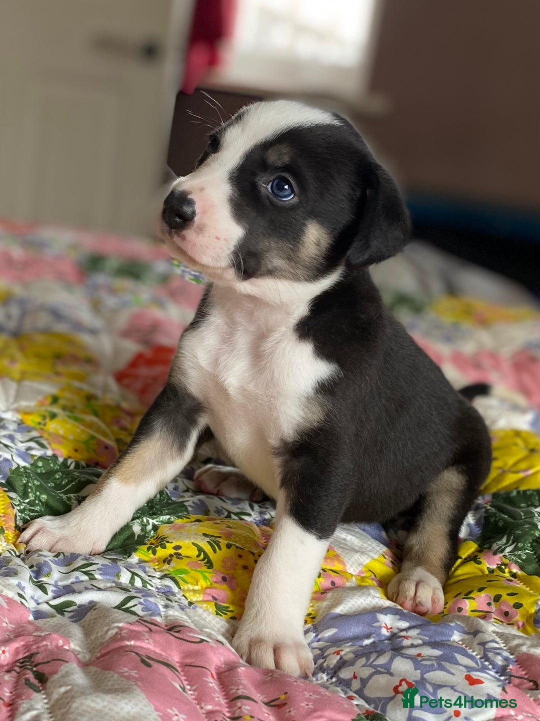 Mixed Breed dogs for sale: Collie bull greyhound puppies - Image 8
