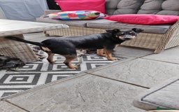 Mixed Breed dogs for sale: French Bulldog cross Manchester Terrier  - Image 17