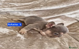 French Bulldog dogs for sale: French Bulldog Puppies  - Image 2