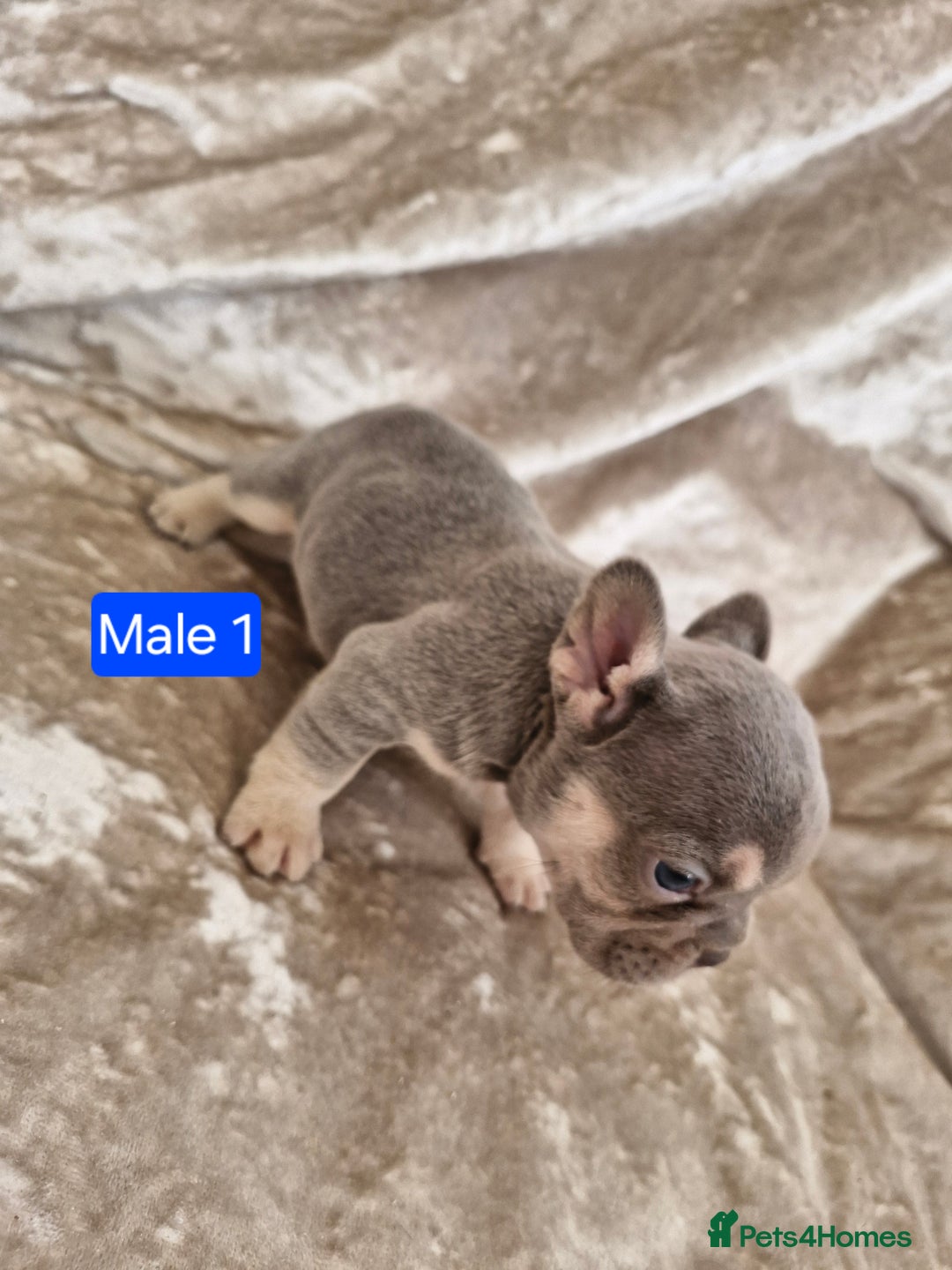 French Bulldog dogs for sale: French Bulldog Puppies  - Image 2