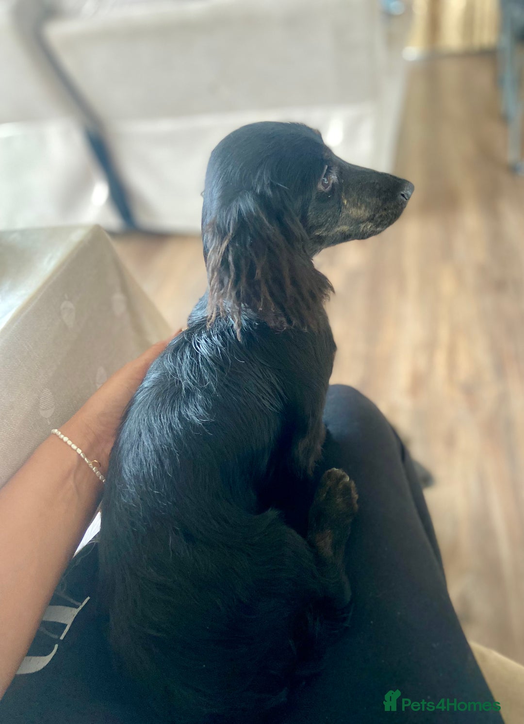 Miniature Dachshund dogs for sale: Adorable kc mini l/h  boy looking for his home .  - Image 35
