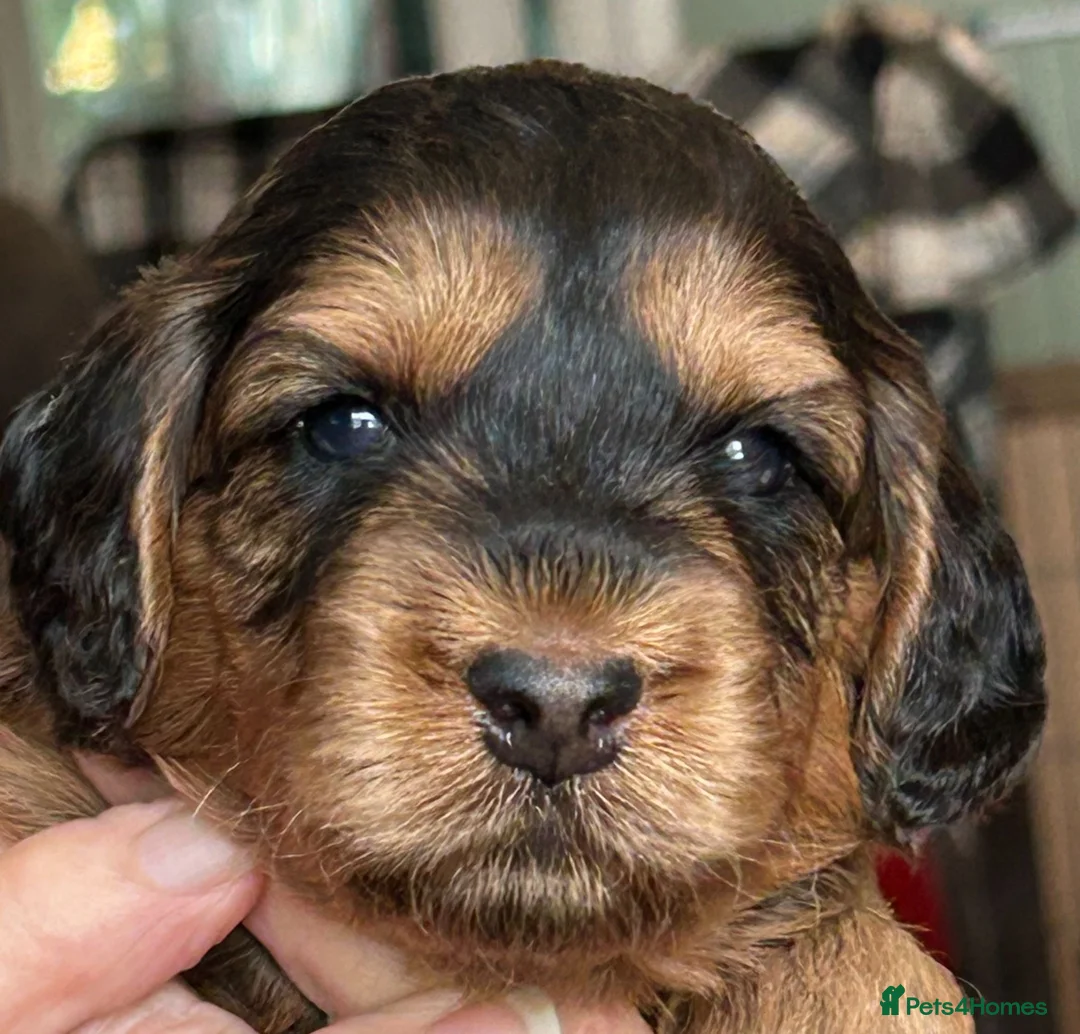 Cockapoo dogs for sale: Stunning  Litter of Cockapoo puppies - Advert 2