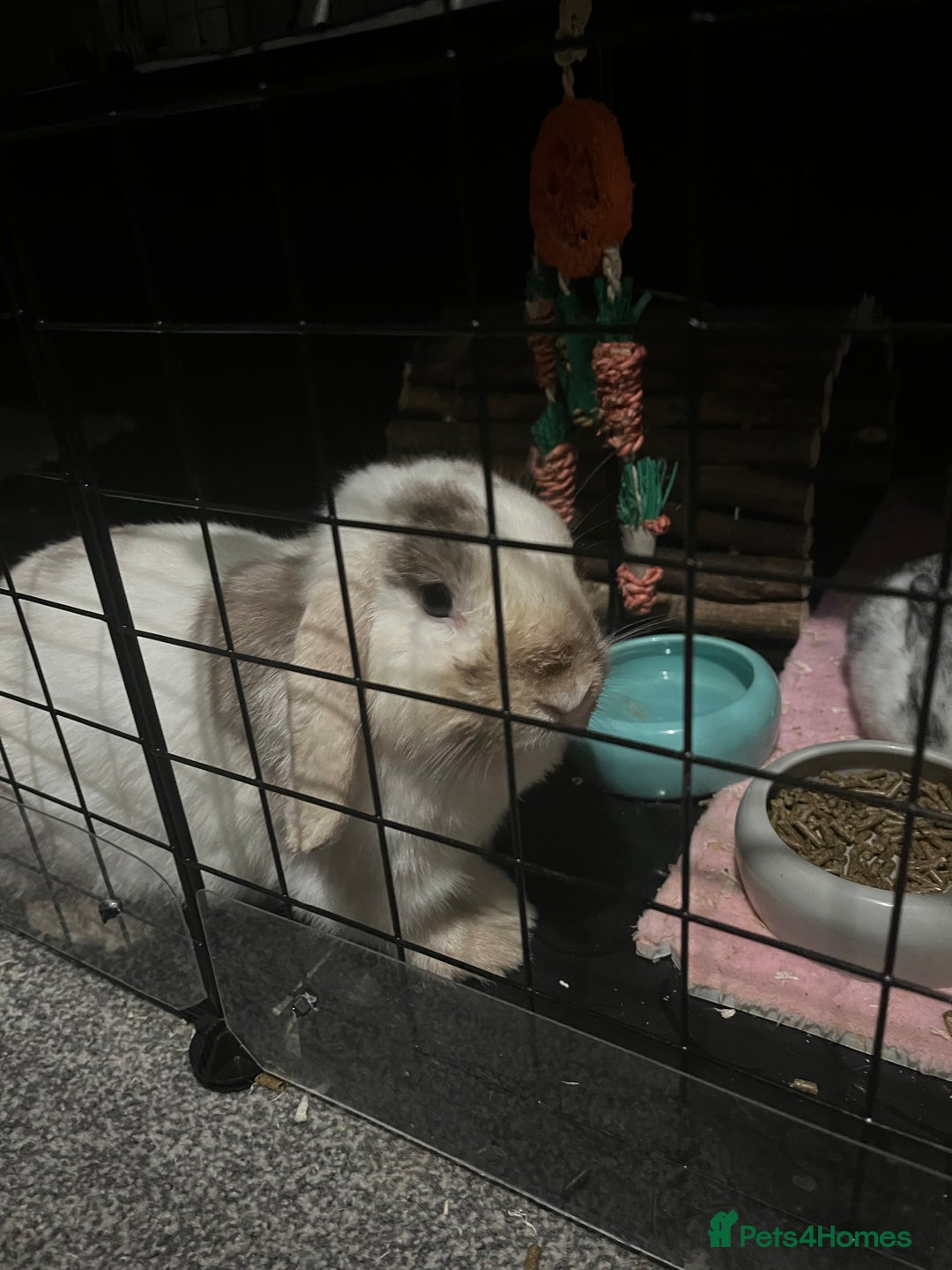 Mini Lop rabbits for sale: Looking for a lovely forever home for my rabbits - Advert 4