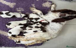 English Springer Spaniel dogs for sale: Beautiful Springer Spaniel working line - Advert 9