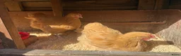 Chickens poultry for sale: Young Buff Orpington Cockerels for sale  in Bromsgrove - Advert 1