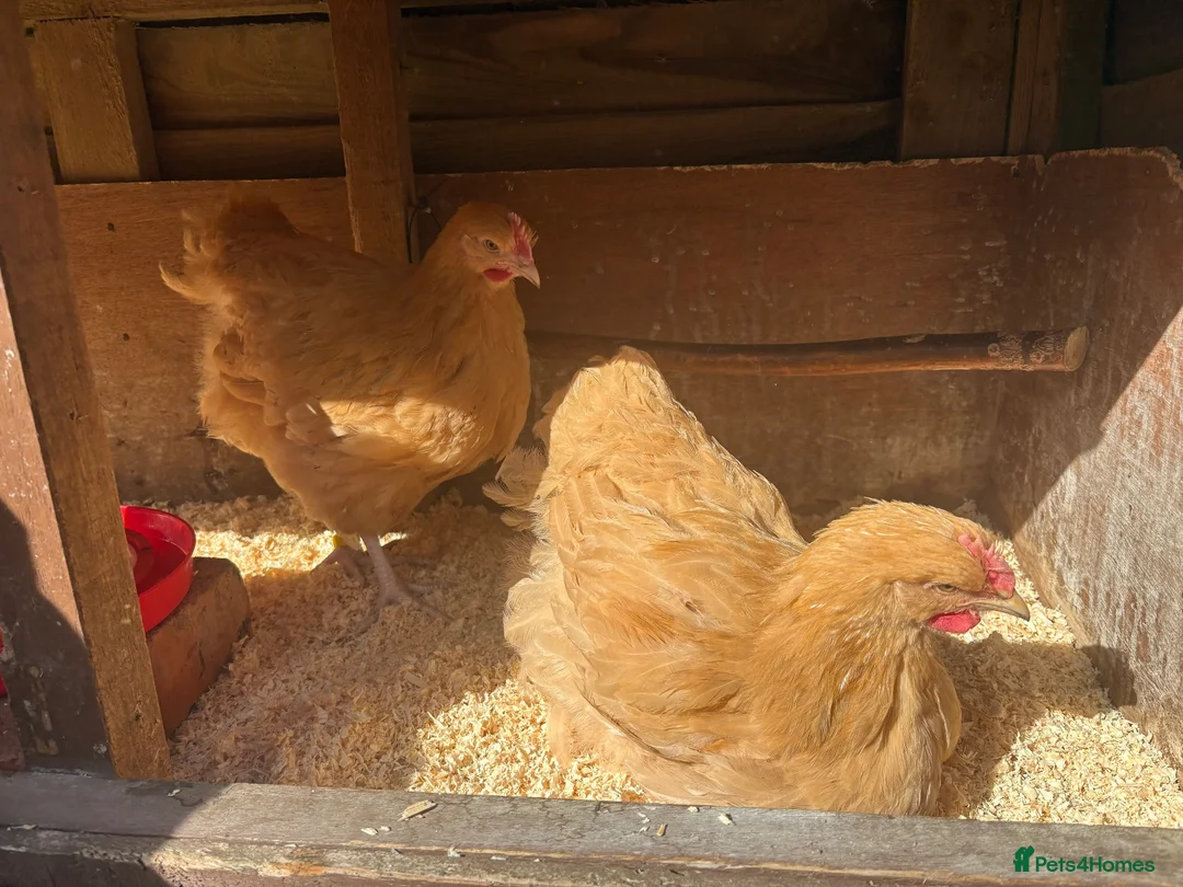 Chickens poultry for sale: Young Buff Orpington Cockerels for sale  in Bromsgrove - Advert 1