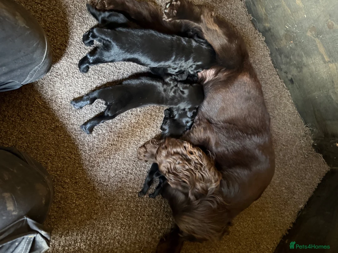 Cocker Spaniel dogs for sale: Cocker spaniel  - Advert 2