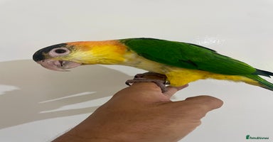 Parrots birds - Advert 12