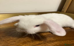 Mini Lop rabbits for sale: Mini Lop Bunnies for sale - Image 6