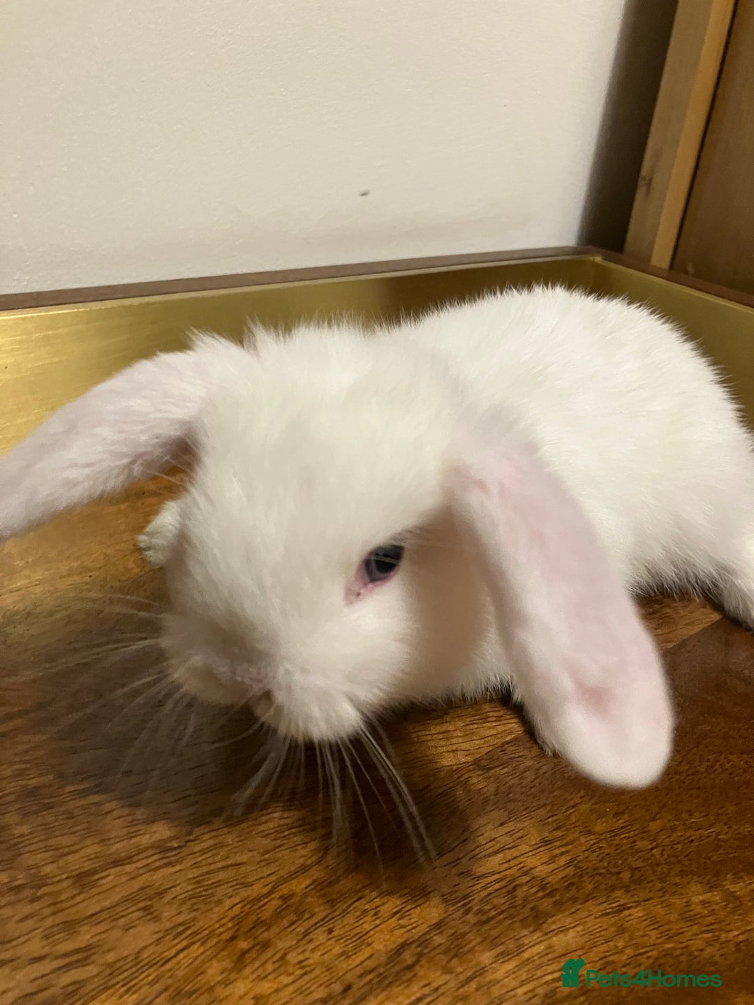 Mini Lop rabbits for sale: Mini Lop Bunnies for sale - Image 6
