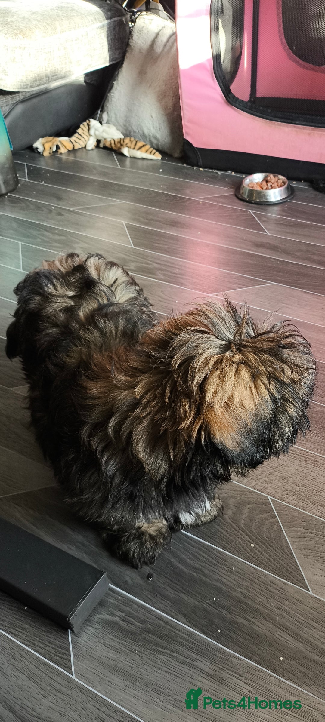 Lhasa Apso dogs for sale: Lhasa apso puppy last beautiful boy left 🩵 - Image 5