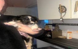 Border Collie dogs for sale: Collie pups - Image 3