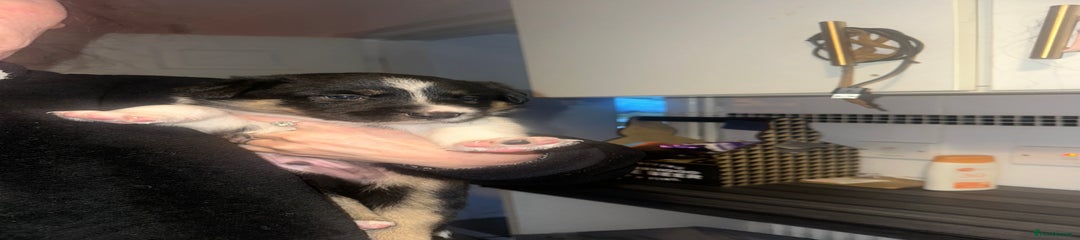 Border Collie Puppy 2