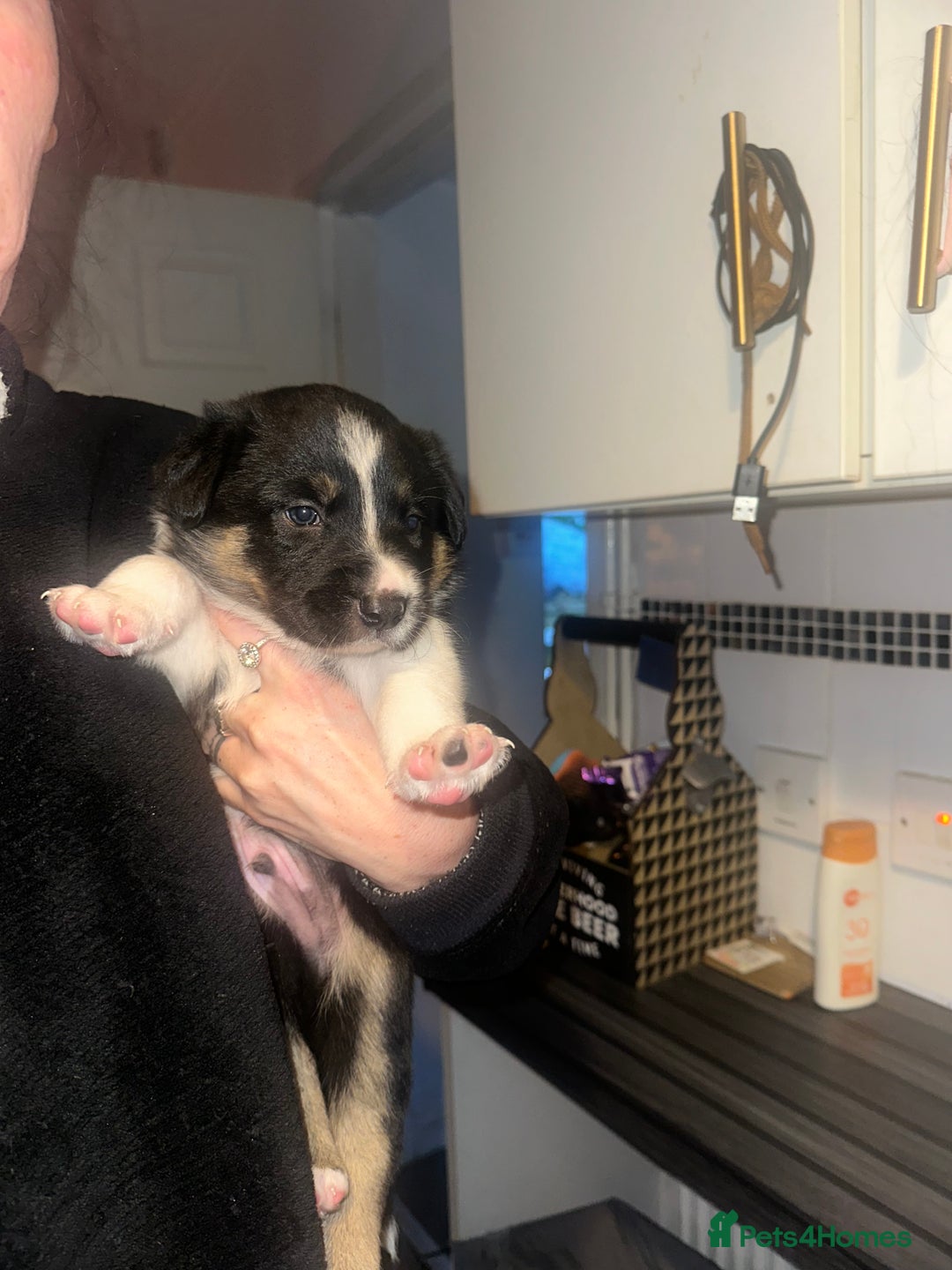 Border Collie dogs for sale: Collie pups - Image 3