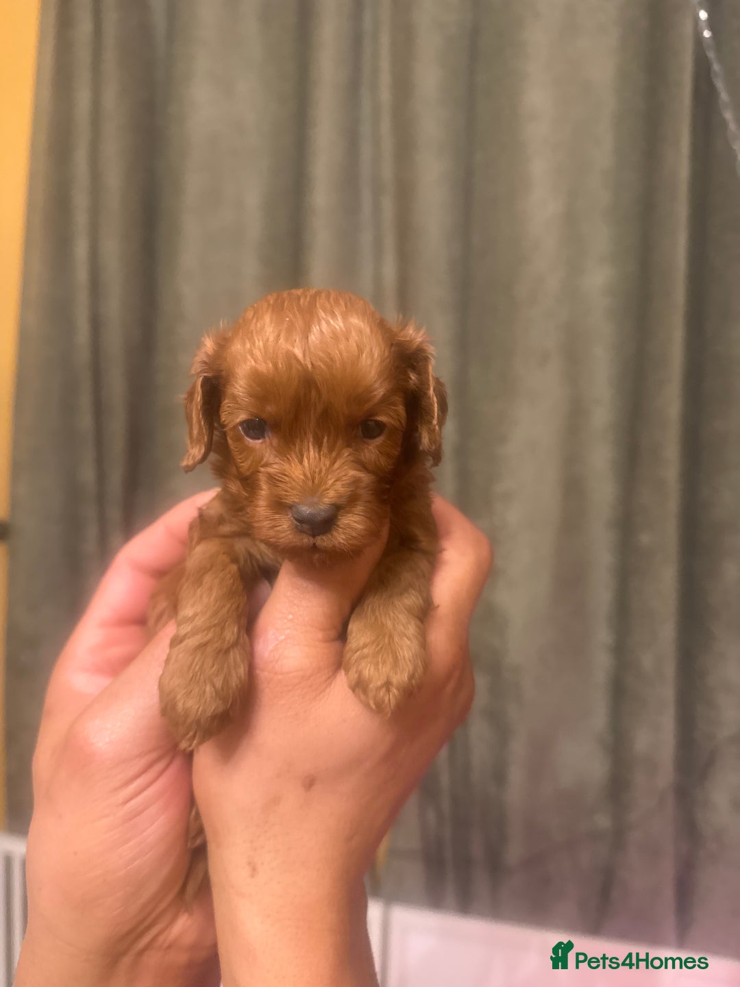Cavapoo dogs for sale: F1b Cavapoo extensively health tested mum&dad  - Advert 15