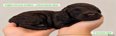Cockapoo 4 - Light Green Collar - Chocolate 